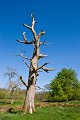 A dead tree on Crom Estate Co. Fermanagh.